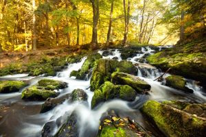 Nature Reserve Harz