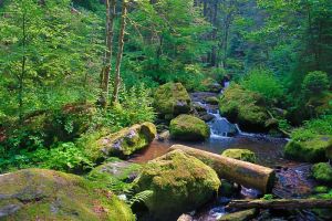 Wutach Gorge