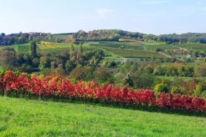 Rheinhessen, Rhein-Main-area