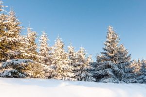 Harz