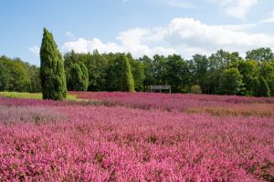 Lüneburger Heide