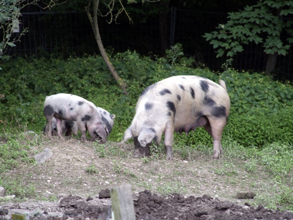 Schweinefamilie