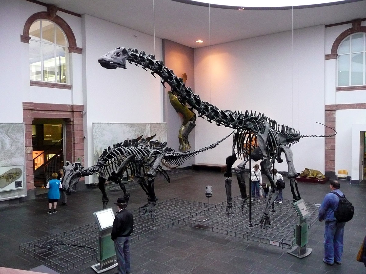 Senckenberg Museum