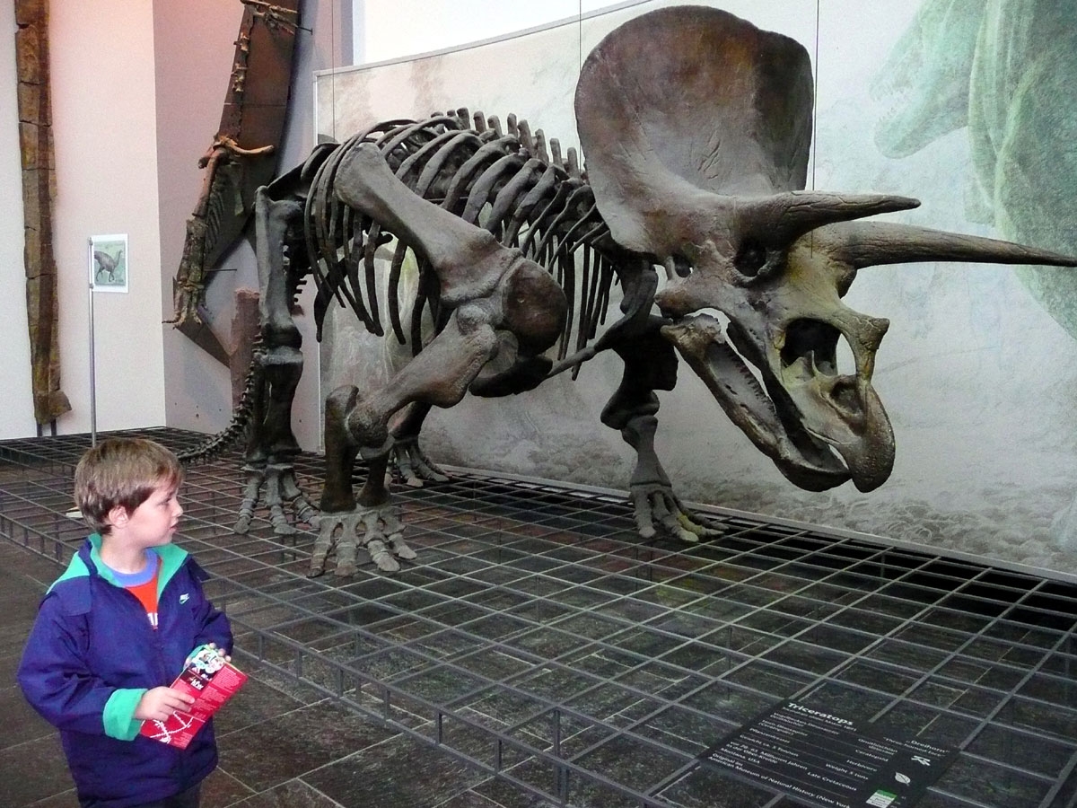 Senckenberg Museum