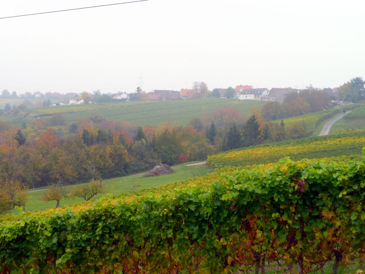 Weinberge im Herbst